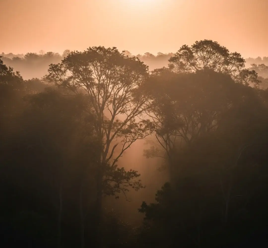 Pemandangan luas hutan Alas Purwo yang mistis saat senja, dengan cahaya yang menembus pepohonan tua.